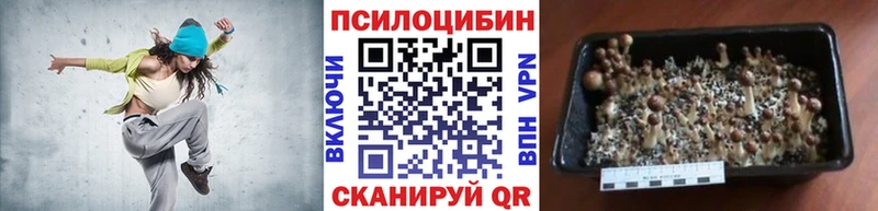 Галлюциногенные грибы Psilocybine cubensis  Купить  Жиздра 